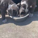 American Bully Puppy in Tacoma, Washington