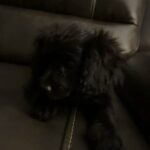 Cavapoo Male in Sumter, South Carolina