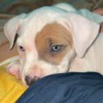 White female pitbull puppy in Arizona City, Arizona