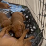 PUPPY 4 SALE, SELLING FAST!! in Arizona City, Arizona
