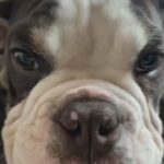 English Bull dog, looking for forever home in Arizona City, Arizona