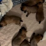 Kathi’s Wheatens in Arizona City, Arizona