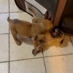 English Mastiff Puppies in Arizona City, Arizona
