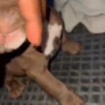 Prada (Female ) 2 months in Appleton, Wisconsin