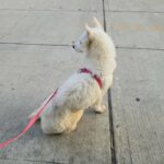 ACA HUGE siberian husky girl  6mnths $750  NYC BROOKLYN in New York City, New York