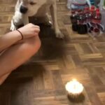 Female Boxer in North Richland Hills, Texas