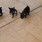 french bulldog puppie in Riverside, California