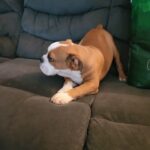 English bulldog in Victorville, California