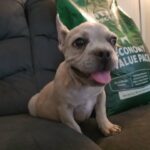 Frenchie in Victorville, California