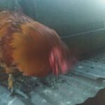 Selling a Rooster for 20$ dollers! From Chavin Loisiana. in Central, Louisiana