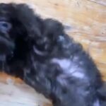I Month Old affenpinscher / Chihuahua Mixed Female Dog in Los Angeles, California