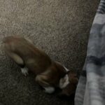 Great Dane Puppy ? Lilith in Dallas, Texas