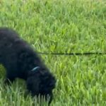 Akc Standard Poodle in Lehigh Acres, Florida