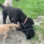Goldendoodle in Pensacola, Florida