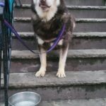 HUGE! ACA ALASKAN MALAMUTE BOY $650  NYC BROOKLYN in New York City, New York