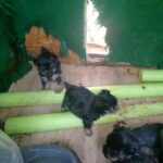 Yorkie puppies in Laurinburg, North Carolina