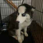 Husky in Columbus, Ohio