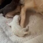 Cavapoo Babies in Sumter, South Carolina