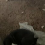 Puppy Litter in Washington, District of Columbia