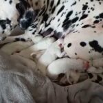Dalmatians in Ontario, Oregon