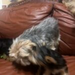 Yorkies Puppies in Homestead, Florida