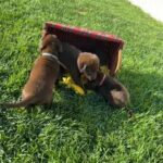 Chocolate Lab Pups in Fontana, California