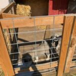 Norwegian elkhound Puppies in Portland, Oregon