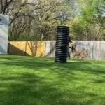 Champion Bloodline Belgian Malinois/ German Shepherd in Chicago, Illinois