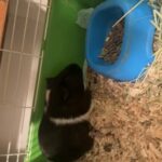Guinea Pig in Fort Collins, Colorado
