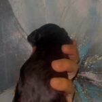 Male Shih Pooh in Houston, Texas