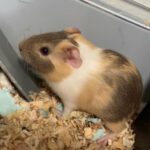 Baby Ginny pig in Fort Collins, Colorado