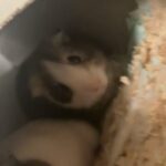 Baby Guinea Pig in Fort Collins, Colorado