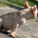 Meet Sebastian “Bash” in Washington, District of Columbia