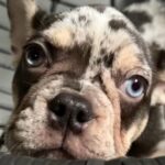 Chocolate Tri Merle in Washington, District of Columbia