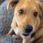 German Shepherd Mix With Husky Puppy in Los Angeles, California