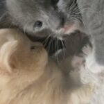 Ragdoll Kitten in New York City, New York
