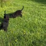 Mastidoodles in Medina, Ohio