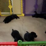 AKC Registered Black German Shepherd Puppies Ready for Deposits! in Arizona City, Arizona