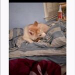 Selling Siberian Husky-3-4 Months Old in Cleveland, Ohio