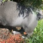American Bully Puppies in Tacoma, Washington