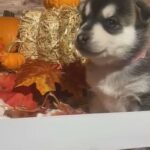 Adorable Pomsky in Rockford, Illinois