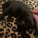 ADORABLE KITTENS R2G in Columbus, Ohio