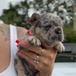 Merle Male Fluffy Carrier in Vero Beach, Florida