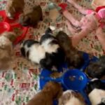 Shih tzu Puppies in Ocala, Florida