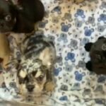 puppies in Washington, District of Columbia