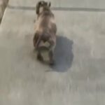 Pittbull in Pittsburg, California