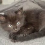 Mainecoon Kitten For Sale in Fall River, Massachusetts