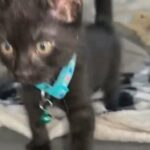 Kitten For Sale in Fall River, Massachusetts