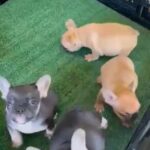 Fluffy Carrier Frenchies in Cinco Ranch, Texas