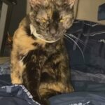 Calico Cat For Sale in Fall River, Massachusetts